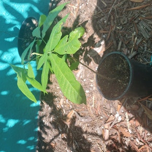 Victoria added a photo of their purchase