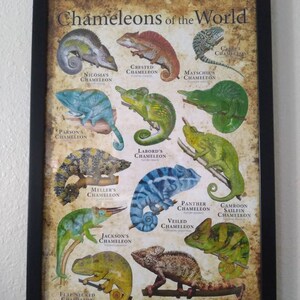 セカオワ　fukaseサイン入りカメレオンポスター セカオワ chameleon 直筆サイン 深瀬 Fukase - メルカリ