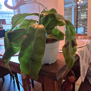 Jeffrey added a photo of their purchase