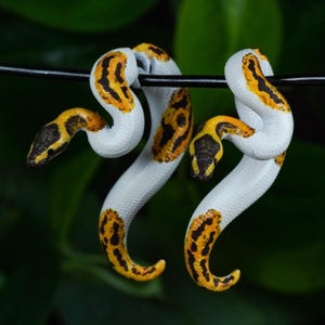 Hand Painted Ball Python Earrings | 3D Printed - Etsy display picture 2