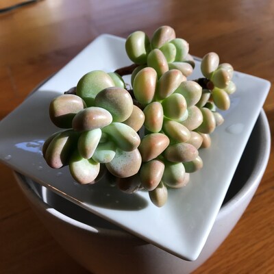 Echeveria Pink Trumpet pig Nose Korean Succulent / 猪鼻仔 - Etsy