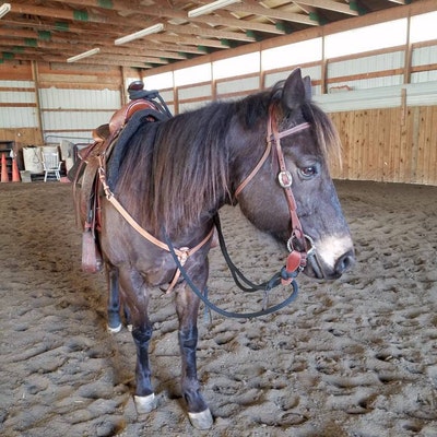 12' LOOPED LEAD ROPE for Parelli Training, Many Colors Available - Etsy