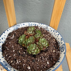 Caroline added a photo of their purchase