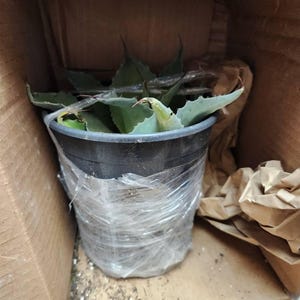 C added a photo of their purchase