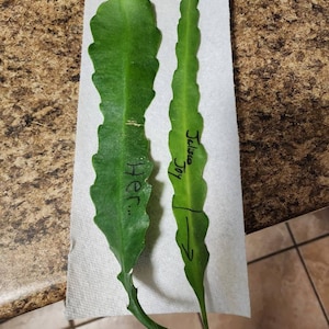 Etsy buyer added a photo of their purchase