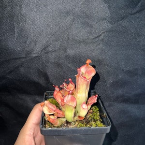 Pinguicula laueana CP2 x emarginata Butterworts Rainbow Carnivorous Plants LLC