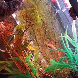 sarah hat ein Foto des gekauften Artikels hinzugefügt