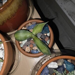 Agave Isthmensis 