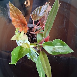 TheHopefulJinx added a photo of their purchase