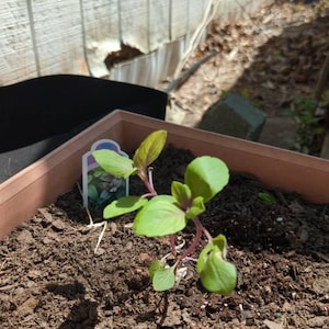 Charlotte added a photo of their purchase