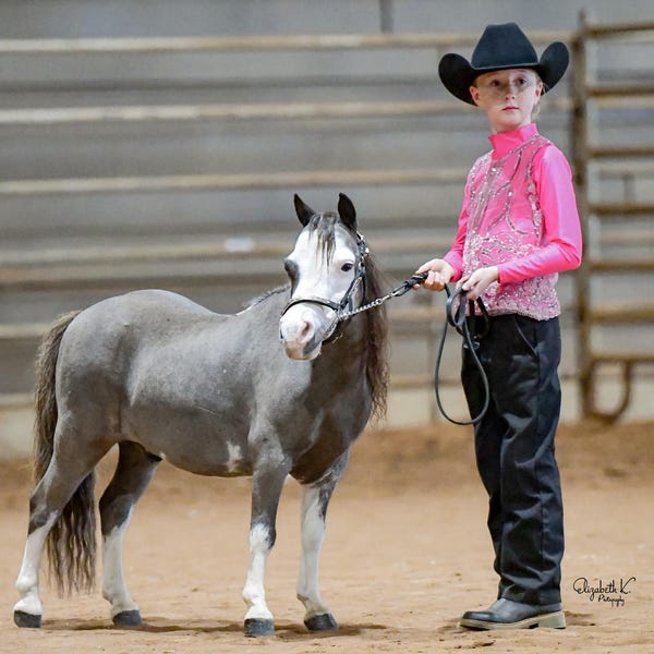 Chemise western plaisance, équitation, ligne de plomb, rodéo