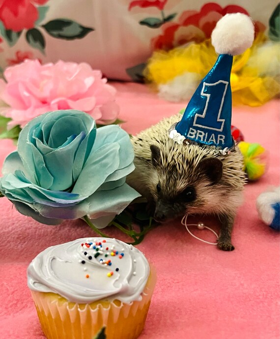 Customer photo of a pet with the First Birthday hat and matching tie or bow