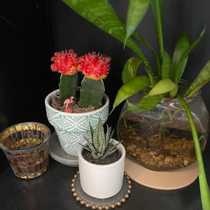 Megan added a photo of their purchase