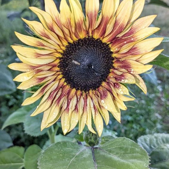 Nos Graines De Tournesol (Helianthus) Waooh! - La Bonne Graine