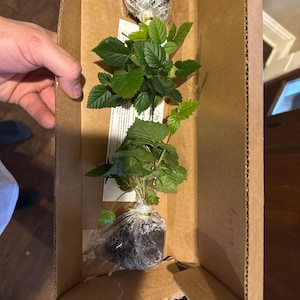 Robert added a photo of their purchase