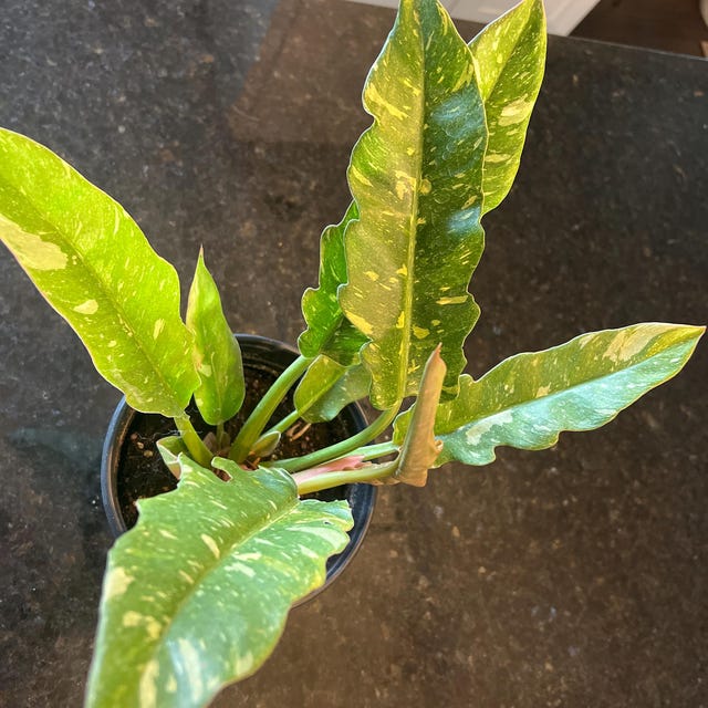 Ring of Fire Rare Variegated Philodendron Houseplant | 6