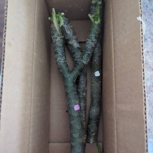 Morelove added a photo of their purchase