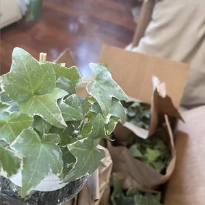Mariko added a photo of their purchase