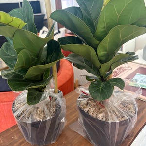 FICUS LYRATA Dwarf Fiddle Leaf Fig With 6
