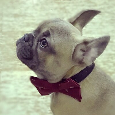 burgundy dog bow tie