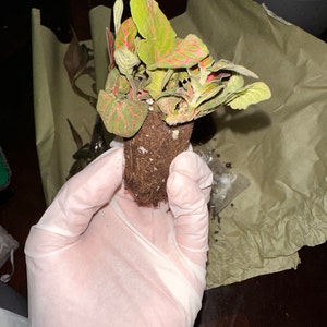 Laura ha añadido una foto de su compra