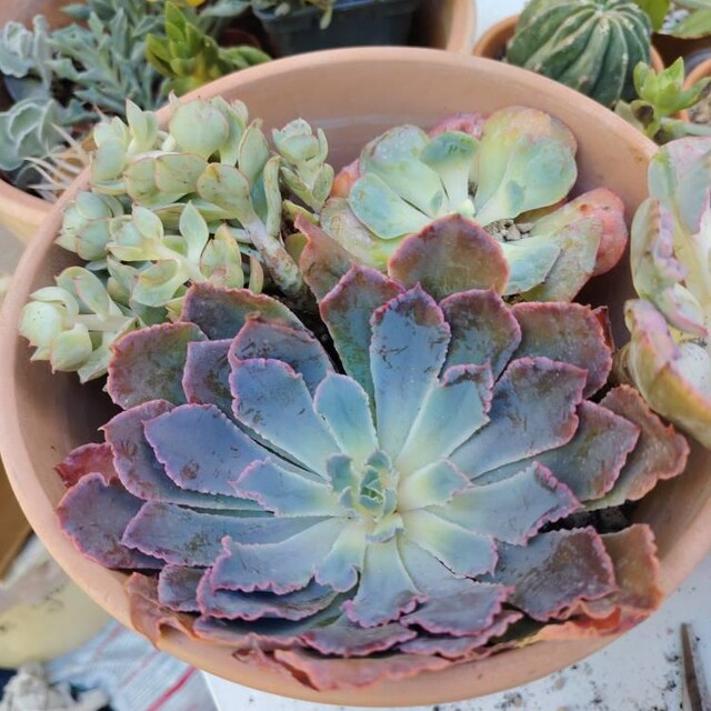 エケベリア シャビアナ トリュフ、多肉植物、多肉植物ギフト - Etsy 日本