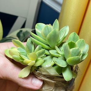 Greta added a photo of their purchase