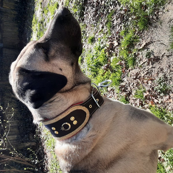 genuine-leather-kangal-dog-collar-with-bell-lanyard-specially-named-for