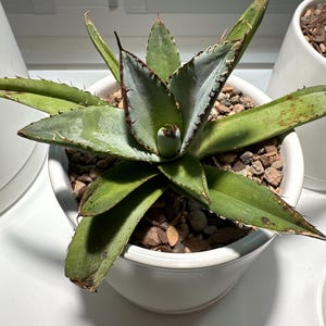 Agave Titanota Lion's Mane \"獅毛\" Titanota 