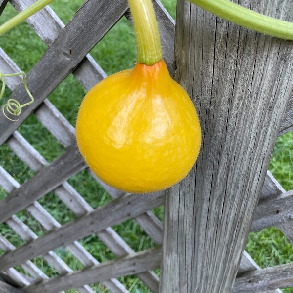 Red Kuri Japanese Winter Squash Heirloom Seeds - Etsy