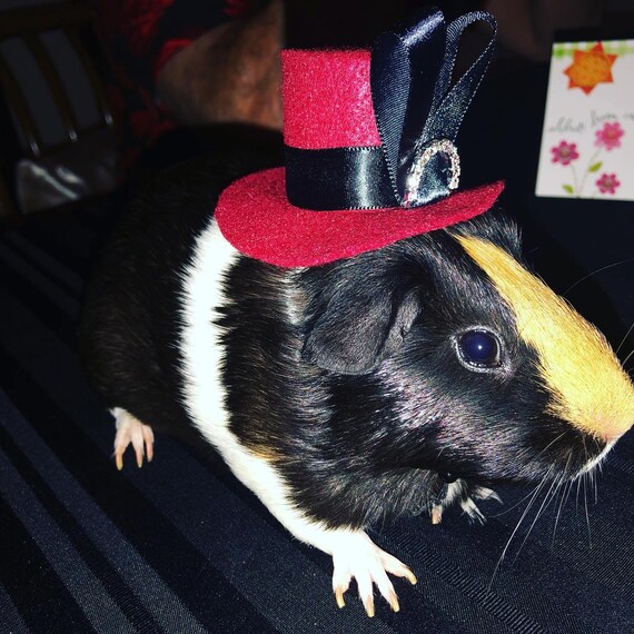 Customer photo of a pet with the Lady hat dark red maroon variation Hedgehog