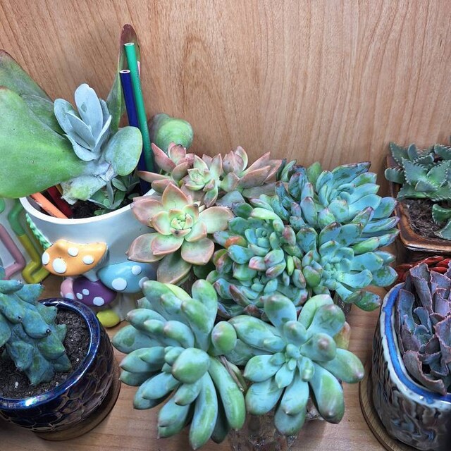 T. Succulent Form × Nizanda ＋ T. Icy Elf T. Succulent Form × Nizanda ＋ T. Icy Elf（Coexistence