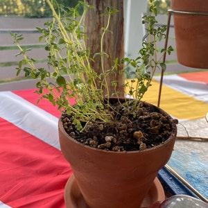 StrongAsAMother added a photo of their purchase