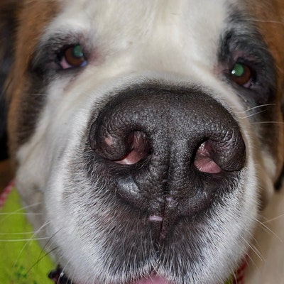 St Bernard Dog Bib ,large Drool Bib, Slobber Dog Bib , Large Breed Dog