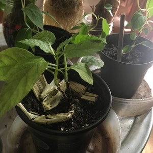 Chantha ha añadido una foto de su compra