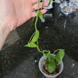 Alisha ha añadido una foto de su compra