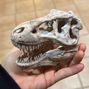 T-Rex の頭蓋骨 3D プリント STL ファイル: 恐竜の化石レプリカ