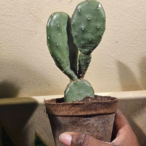 Jasmine added a photo of their purchase