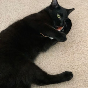 ralphie the rat cat toy