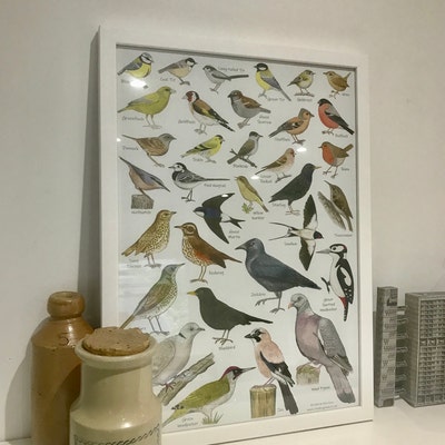 British Garden Birds A3 Identification Poster, Wildlife Chart, Nature ...