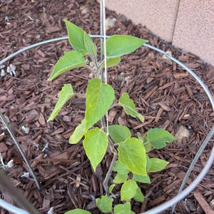 MommaInTheMountains heeft een foto van zijn/haar aankoop toegevoegd