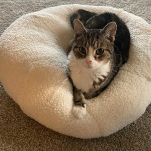 Marshmallow cat bed canada discount