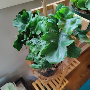 Cassandra added a photo of their purchase