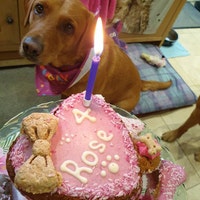 Dog Birthday Celebration Cake - Etsy UK