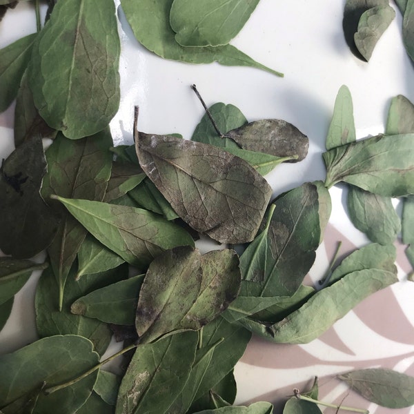 60 Soursop Tea Bags - 100% Pure Graviola Leaf Tea, Health Benefits, Free UK Postage