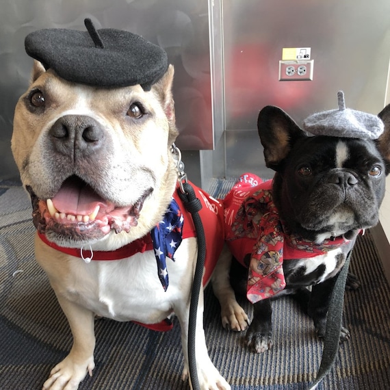 Customer photo of a pet with the Beret Personalized for small pet Raspberry