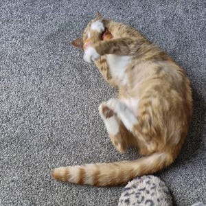 Jessica a ajouté une photo de son achat