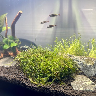 Greenpro Moss on Driftwood Freshwater Live Aquarium Plants for Aquatic ...