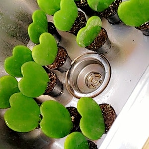 Janalee added a photo of their purchase