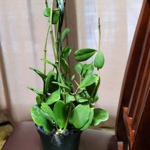 XXL -large 6 inch pot Hoya Kerri-hard to find this size- not exact plant -similar